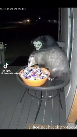 Raccoon stealing candy off of porch for Halloween gets terrified😭😭😭😂😂😂