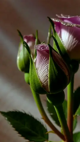 #flower #flowers #цветы 
