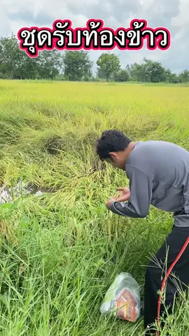 ชุดรับท้องข้าว บำรุงข้าวให้ได้น้ำหนักดี #ชาวนา #เกษตรกร #ชุดรับท้องข้าว #รับท้องข้าว #ชุดข้าวล้นเกวียน 