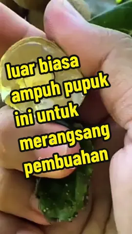 kunci sukses klengkeng berbuah lebat pakai pupuk ini #klengkenglebat #pupukserbuk #dagingtebal #FYPP #petaniindonesia🇮🇩🇮🇩🇮🇩🌿🌿 