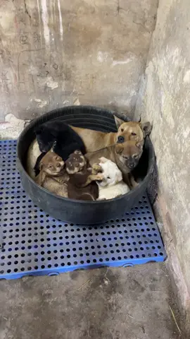 Ngủ trưa cũng không yên 🤣  #cutedogs #funnyanimals #xuhuong 