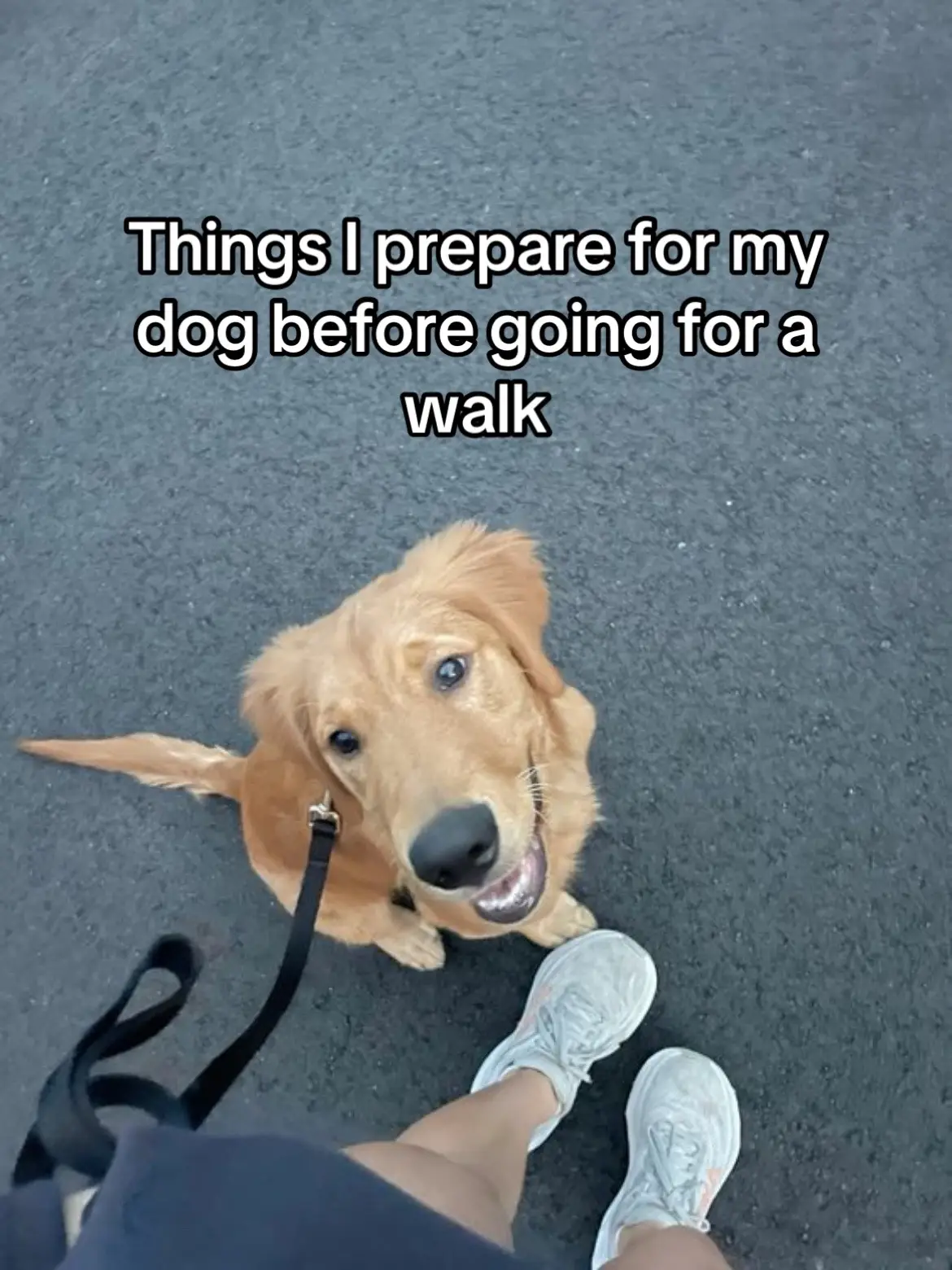 Things I prepare for my dog before going for a walk  #fyp #dogsoftiktok #dogwalk #petlover #dog 