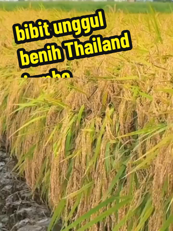 bibit unggul dari benih Thailand jumbo sangat luar biasa #bibitpadi #benihpadithailadjumbo #ramahlingkungan #fyppppppppppppppppppppppp 