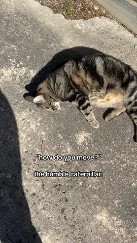 this is his top ten favourite activity he does not play when it comes to rolling on the driveway in the sunshine time #cat #caterpillar 