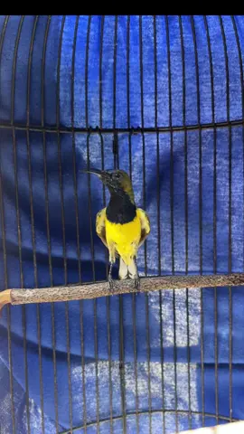 jemur tipis🔥#duniakicau #sogonmaniaindonesia #foryoupage #kicaumania #sogonmania 