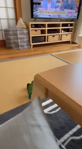メロン、またやった…😂 テレビのリモコン強奪事件発生📺💥 #犯#犯鳥現るリ#リモコン事件 #イ#インコ部と#とりっこ劇場#かわいいいたずら 