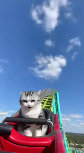 #funnycat 