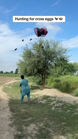 Hunting for crow eggs 🐦‍⬛🪺#crow #eggs #farming #nest #hunting 