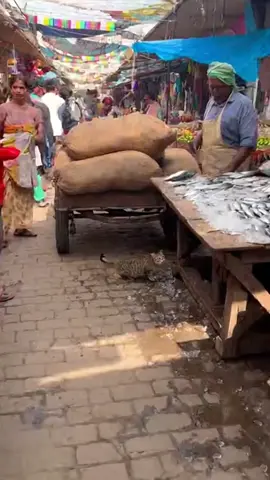 kedi James Bond mübarek #cat #keşfet #fish 