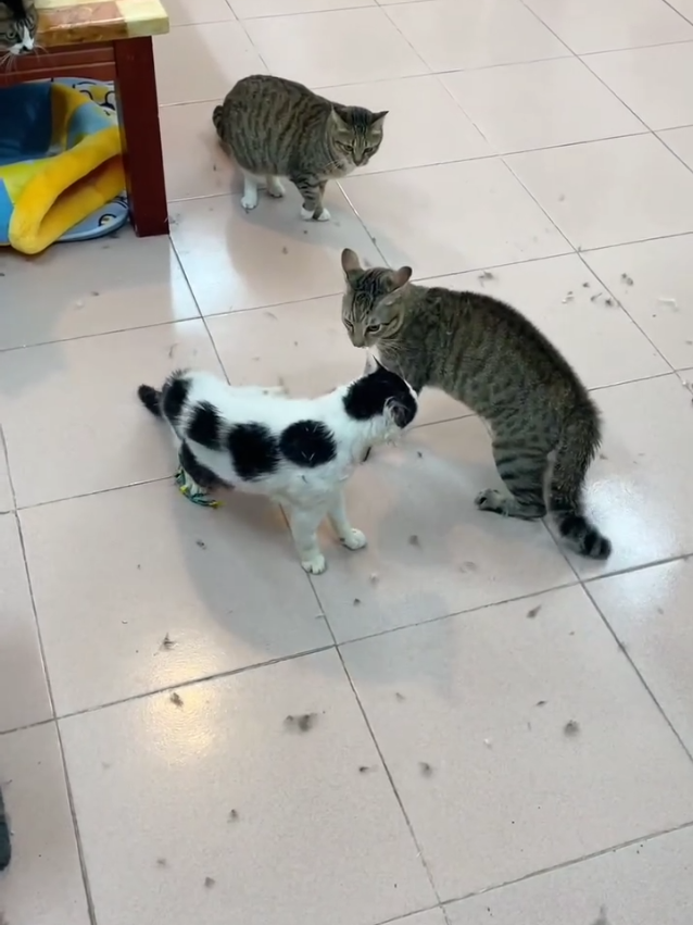 cat fighting #china #kitty #kitten #cat #foryou 