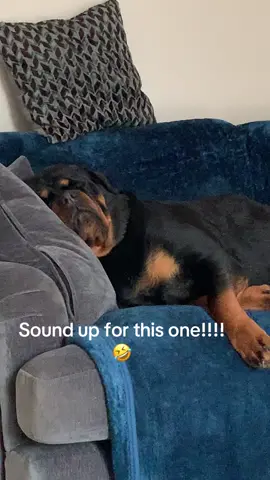 I just doing a little snore!!!#rottie #snoring #funnydog #sleepydog 