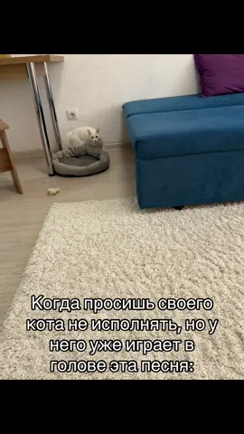 #рекомендации #catsoftiktok #cat #рекомендаци 