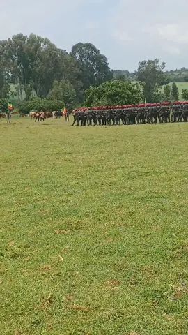#creatorsearchinsights #አማራዬ💚💛❤አማራዬ💚💛❤ #ሀገሬ_ክፉሽን_አያሰማኝ💚💛❤️🇪🇹🇪 #እትዮጵያ_ለዘላለም_ትኑር🇪🇹ሀገሬ 