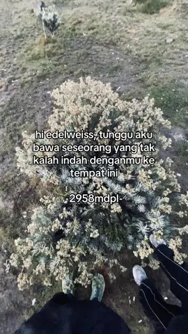 #fyp #pendakigunung #gununggede #alunalunsuryakencana 