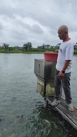 kiểm tra cá tăng trưởng Theo từng giai đoạn để còn đầu tư tiếp hay rừng lại. #nongdanvietnam #nongdanvietnamnuoicanuocngot #canuocngot #catramco 