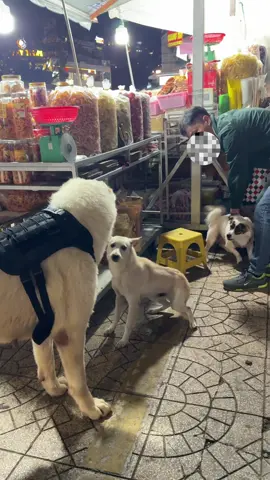 Doris chú chó to nhất việt nam tại chợ đà lạt