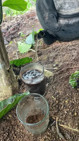 udan udan neng kebon ra ndue gubuk #petanigenz #petanimuda #kopirobusta #hujanutopia #fyp 