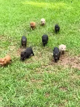 Cute little piggy 🐷#cute #pig #babypig #piglet #kunkunpig 
