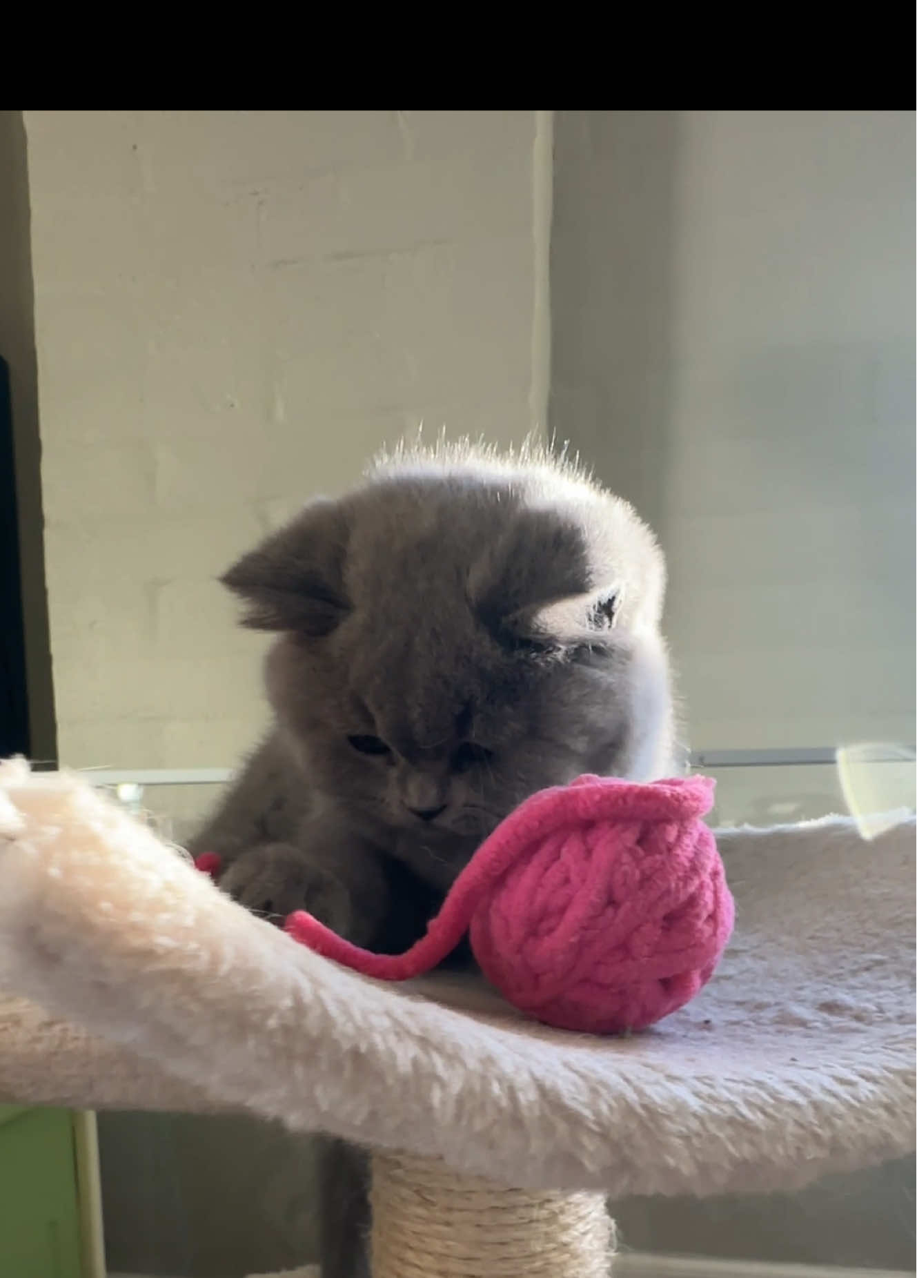 Playtime is serious business 🧶😸 #Rikety #Britishshorthair #fluffyfriend #playtime #Delta