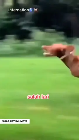 salah lari #komedy #viral #fypシ゚ 