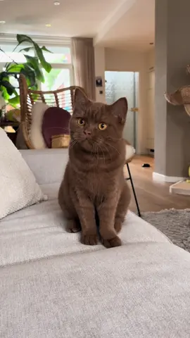 My Shayla 🥹🤎 #britishshorthair #kitten #catsoftiktok #cinnamon #7months 