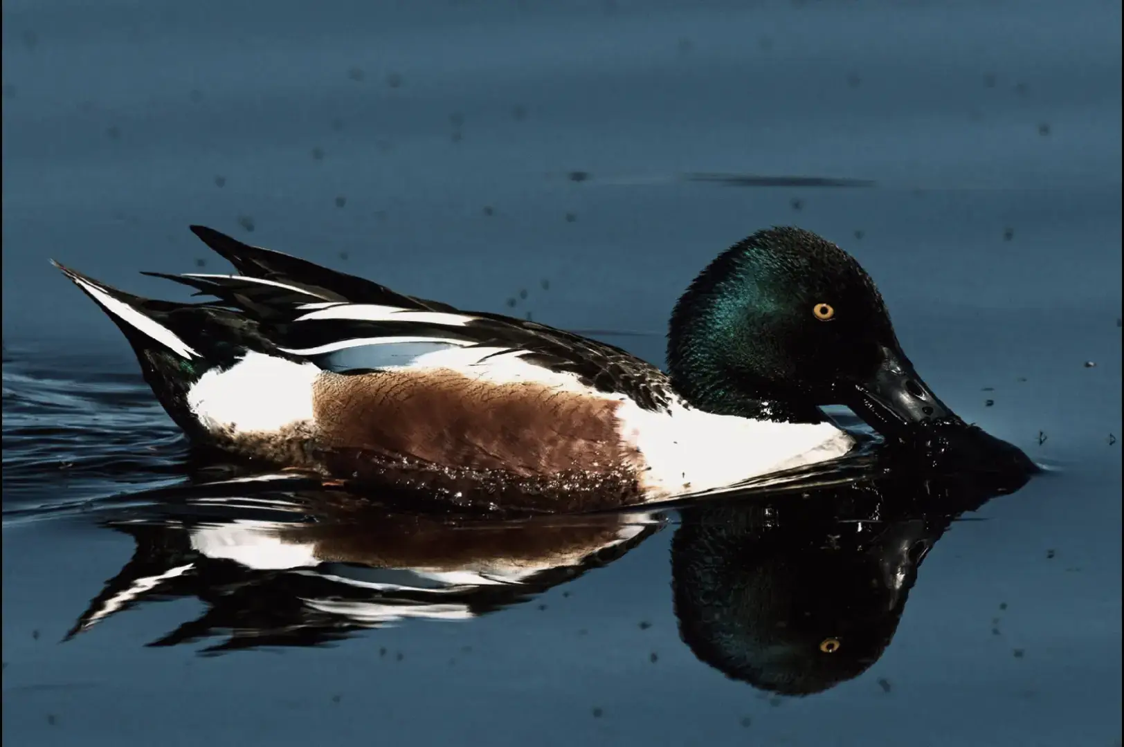 #الطيور_المهاجرة #هربان #البربش 