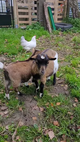 #animaux #chevre 