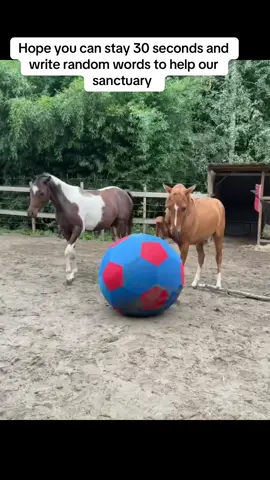Okay look closely makani, I’ll teach you how to play soccer! Just lift up your foot en kick this thing! 😎 Makani be like: hold my beer , I’ve got this 😎 #foal #tinnyfoal #horselovers #equine #sanctuary 