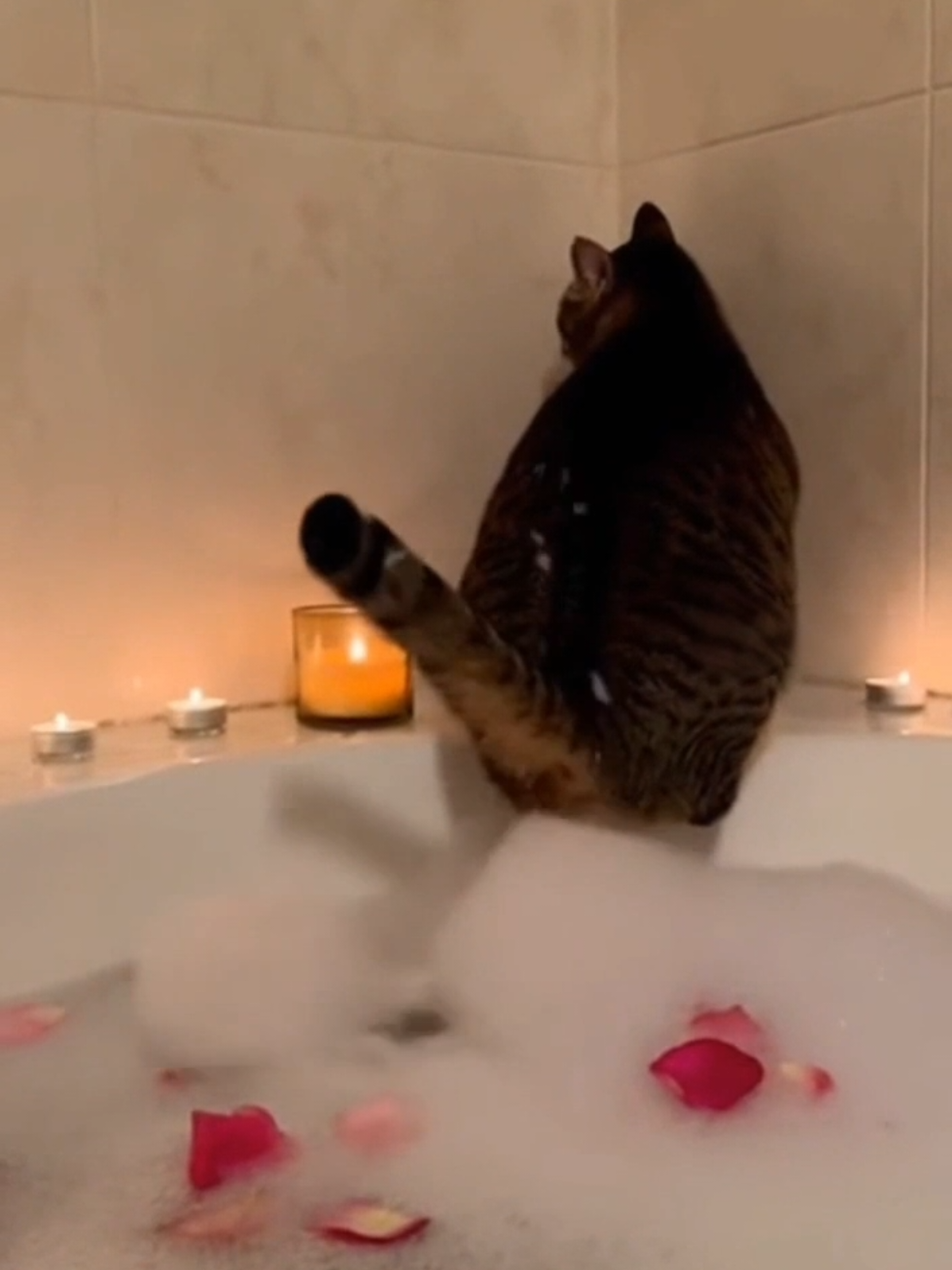 Kitty dropped a bathbomb  #funny #fyp #funnyvideo #relaxing #funnycat 