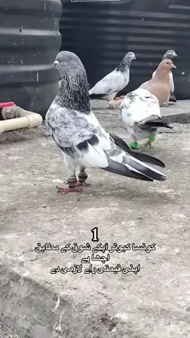 #fyp#kabooterbazi#top 10 pegion#😍👍👍❤️❤️views 