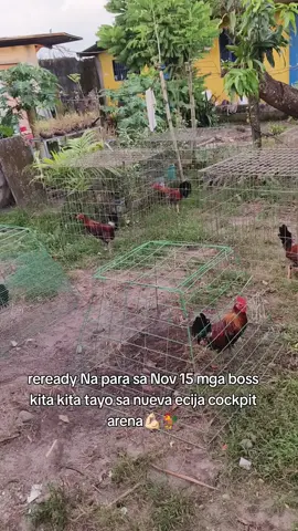 #bantameros🐓 #fyp #gamefowl #manok #fyppppppppppppppppppppppppppppppppppp 