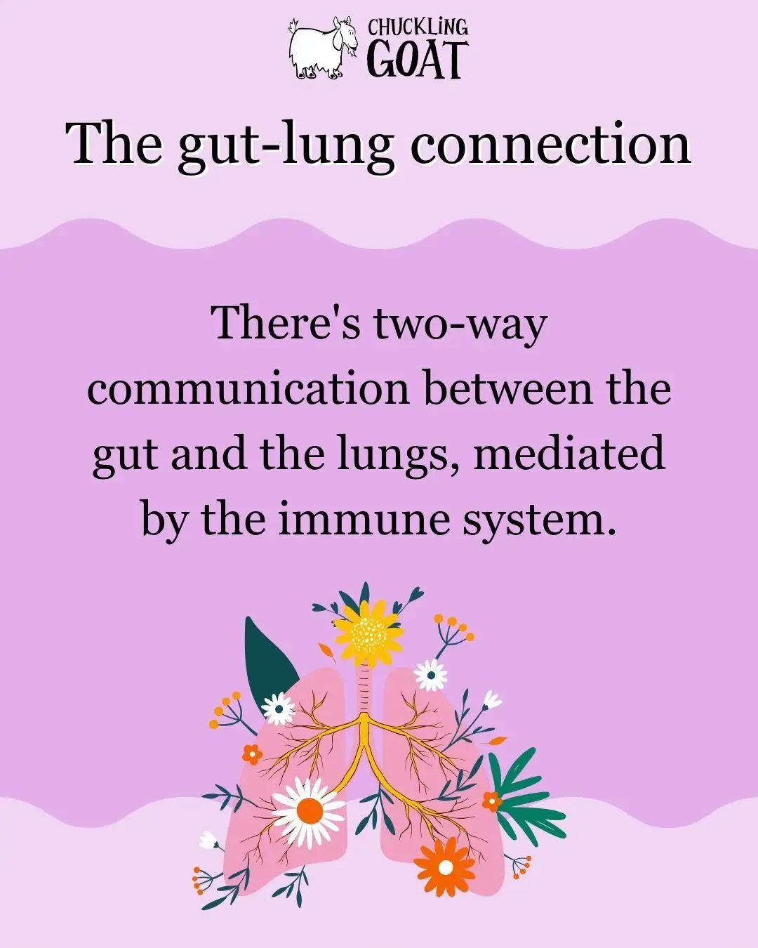 Did you know your gut and lungs are actually chatting behind the scenes? 👀 Scientists call it the gut-lung axis - we call it another reason to love your microbiome 🤓💜 Looking after your gut (hello fermented foods and fibre!) can help keep everything in balance and support your overall wellbeing. #chucklinggoat #lunghealth #guthealth #microbiome #lungs 