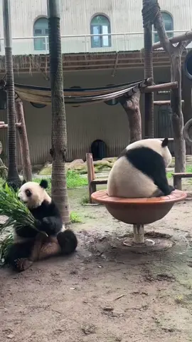 Cute panda spinning in circles #fyp #foryou #funnyvideos #funny #usa #panda 