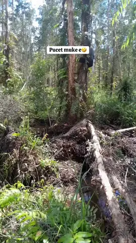 tetap hati hati bagi para pemancing dan yg suka ke hutan # bingung mau ngapain ada buaya ##