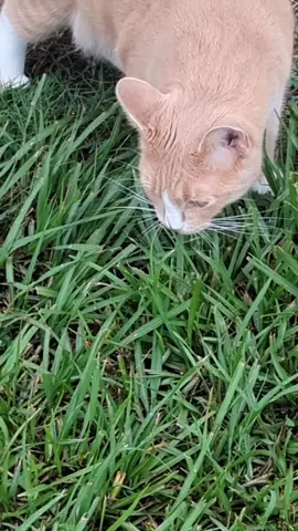#catslovers 