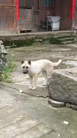Trung thu qua được 1 ngày rồi mà sao nó chưa đi đứng bình thường lại luôn nè. Còn cú đc ko mấy mom :)))) #dog #animals #cute #funny #Love 