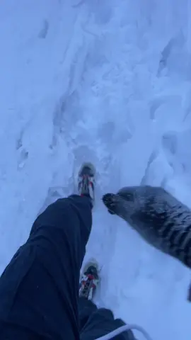 5.10.2025 First snowfall 😕❤️#🌧️#exploringswat #swatkalam #chukailbanda #bahrainswat 