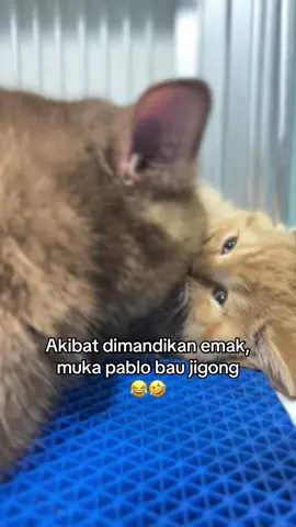 Yang mau denger suara pablo, tonton sampe habis yah #cute #kitten #kucinggemoy #kucinglucu #fypシ゚ 