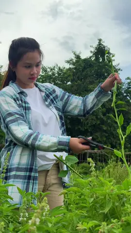 วันนี้มาตัดผักปลังกันค่ะ มีทั้งสีเขียว และสีแดงค่ะ อวบ น่ากินมากๆเลยค่ะ 🥰 #เก็บผัก #ผักปลัง #ผักปลังแดง #ปลูกผักกินเอง #ผักออแกนิก 