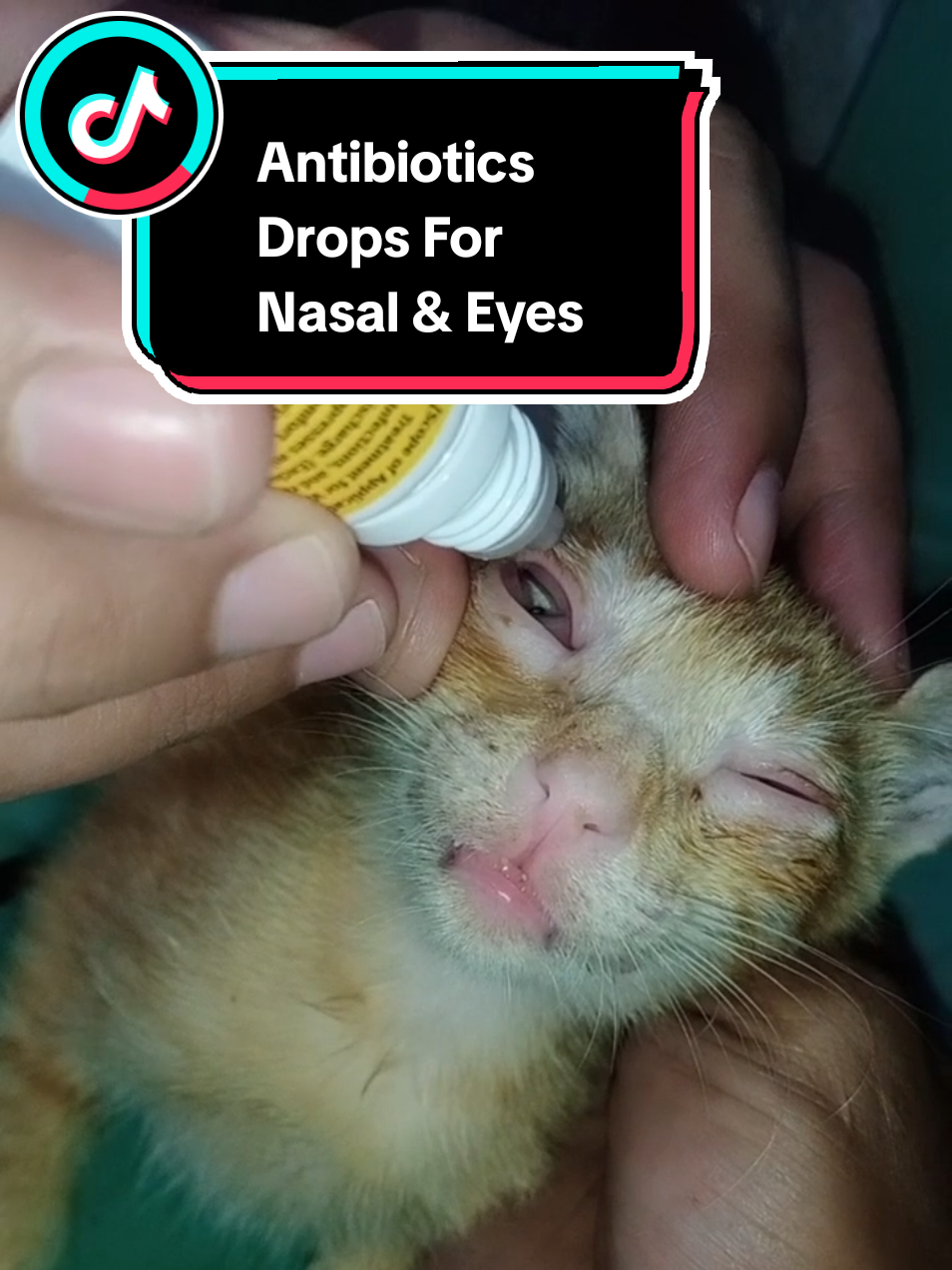 Antibiotics Drops For Nasal And Eyes Cats & Dogs #antibioticsdropsfornasalaandeyes #eyedrops #eyecare #antibiotics#cats #dogs #catlover #doglovers #petlover #rescuer #animals #straycats 