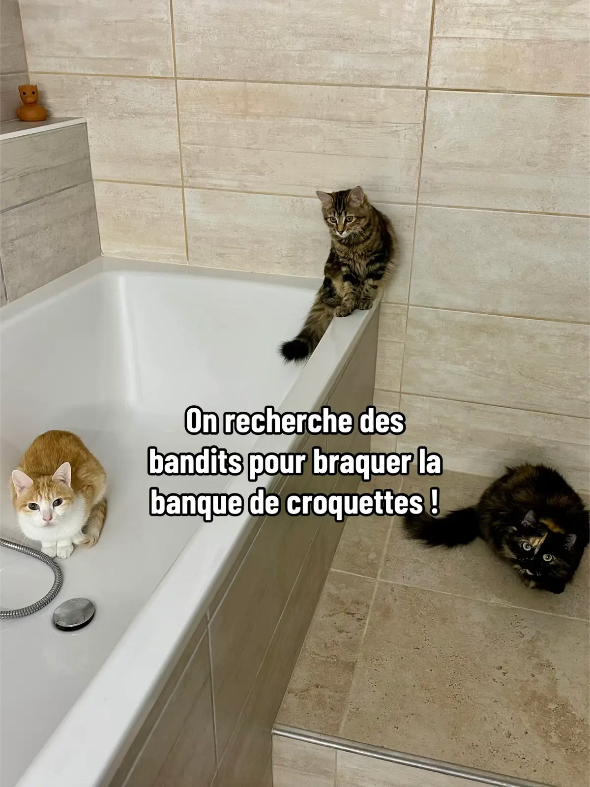 On n’accepte pas les chats de race 😾 #cat #cats #catsoftiktok #catlover #humour