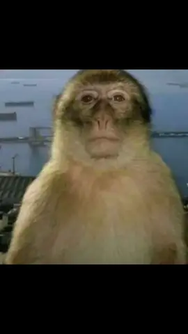 #monkey #meme #fyp #silly #funny 