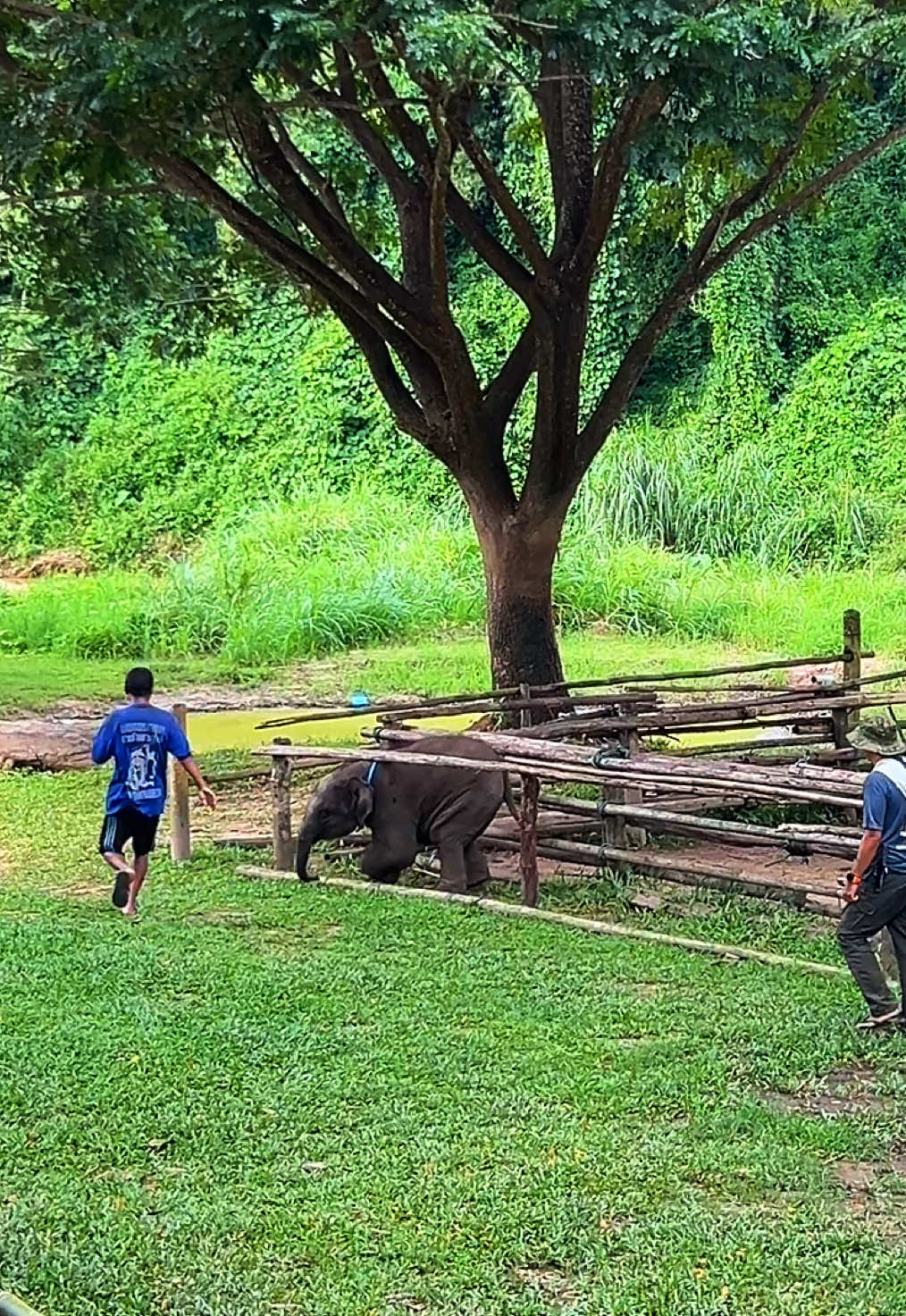 เด็กชายเพิ่มทรัพย์ ซนมากกก 😂🥰  #elephants #ช้างน้อย 