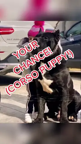 Contact Ultimate Puppies for your newest family member! Cane Corso puppies available! #canecorso #dogoargentino #kangal #puppylove #caucasianovcharka 