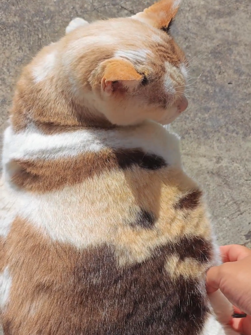 Yum Yum นุ่มนิ่มจังเลยยย   #แมวอ้วน #Luckycat #猫 #cat #catsoftiktok 