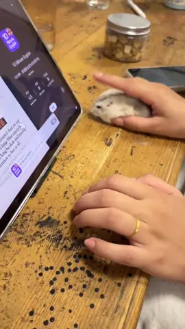 A small mouse👀#Hamsters #foyou #Adorable 