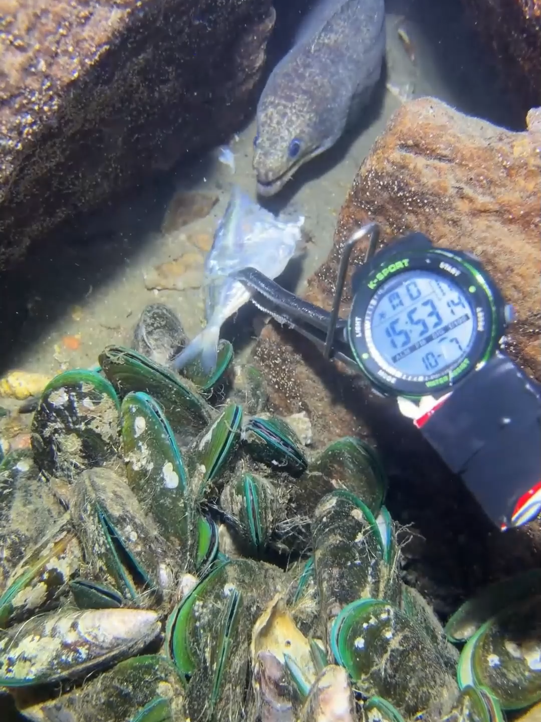 #fishing #diving #eels #crab #lobster #beach #deepsea #catchthesea #nature #sea