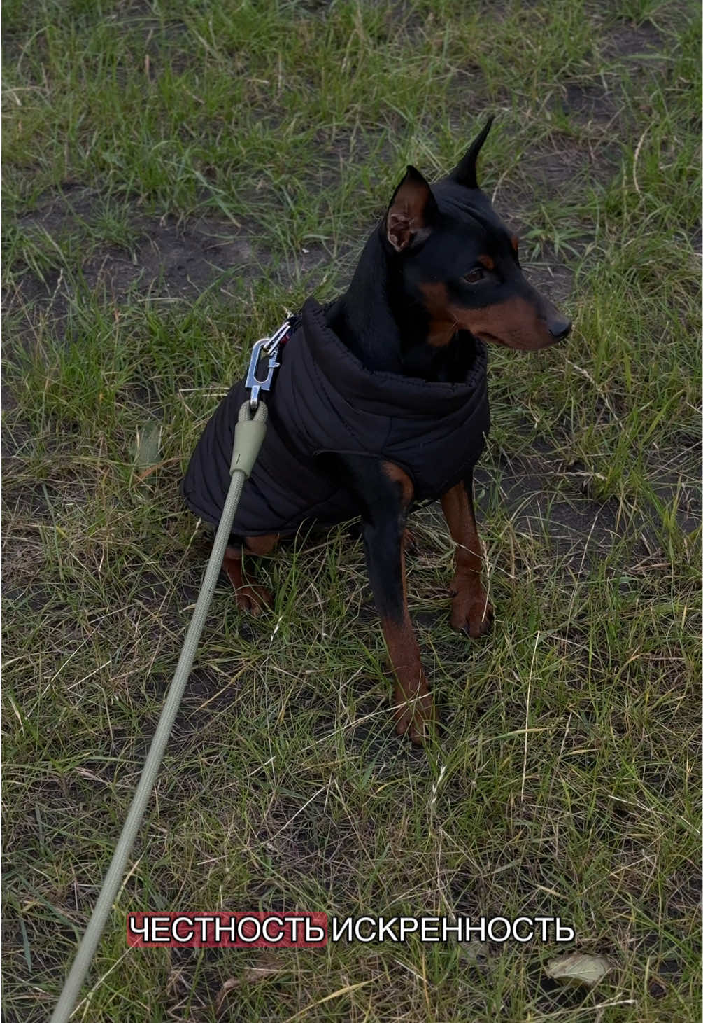 💭 #dogsoftiktok #doglover #pet #minpin #dog 