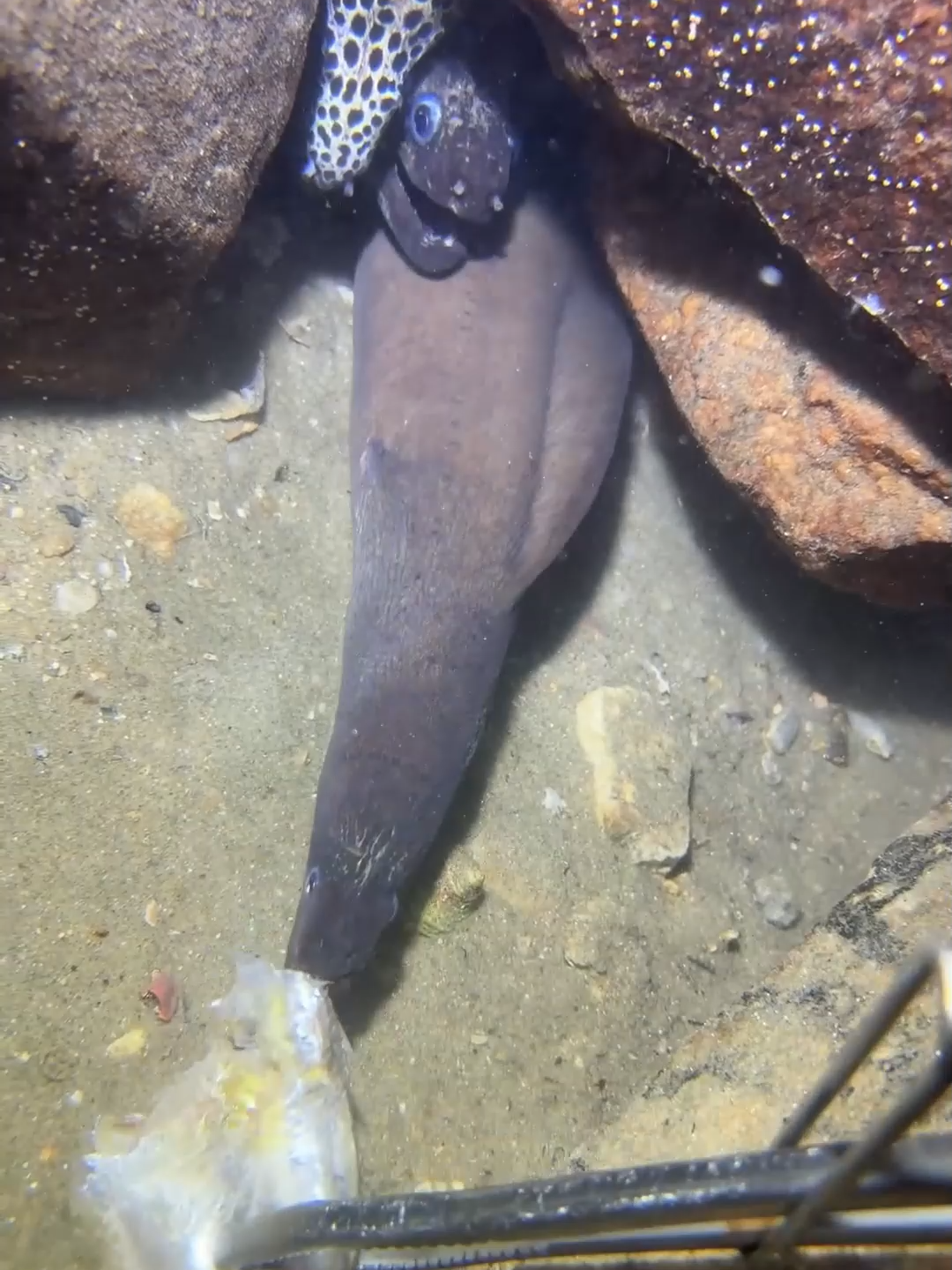 #diving #fishing #eels #crab #lobster #beach #deepsea #catchthesea #nature #sea