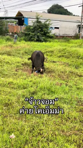 เร็วๆนี้เจอกันแน่นอน #จ้าวจอม #ค่ายโคเอ็มม่า #วัวพี่มิ้นท์💙 #เทรนวันนี้ #วัวชน 